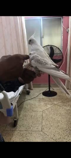 Hand tamed cocktail and lovebirds breeder pair pir