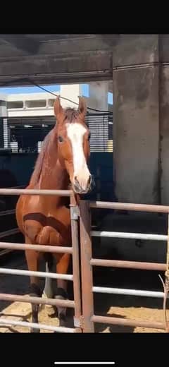 Neza baz. Chall baz ghora /  neza-baz mushka horse / horse / گھوڑا