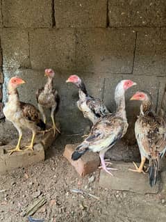 Aseel chicks  available for sale