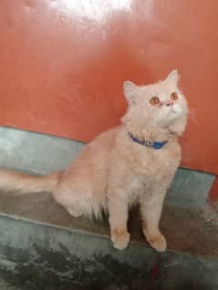"Adorable Fluffy Persian Kitten for Sale - Perfect Indoor Companion!"