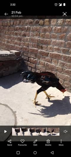 high quality pata for sale