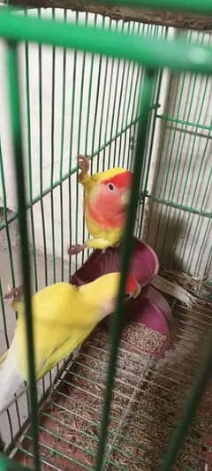 lution breeder pair