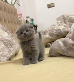 Scottish fold