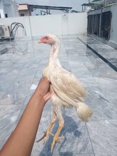 Pure O shamo Chicks