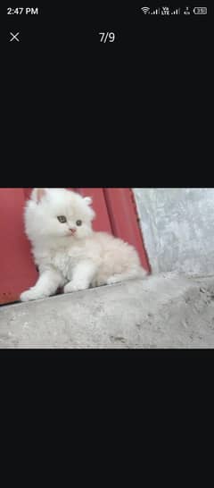 Persian kittens available