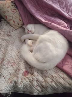 pair of the cat