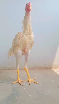 White Shamo