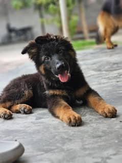German shepherd