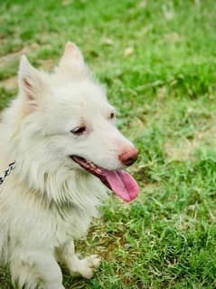 RUSSIAN DOG Pink Nose