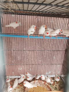 white chick finch