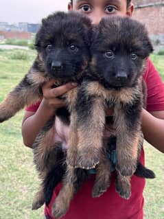 German Sephard long coat puppy