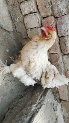 fancy hens