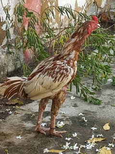 sale hens and chic