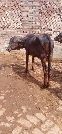 cow