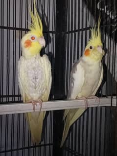 cocktail pair