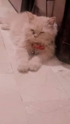 Cat Missing !!!