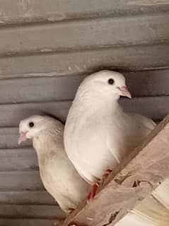 Breeder Laky Kabootar for sale