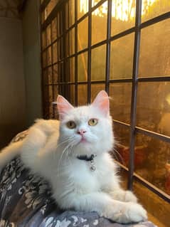 Persian