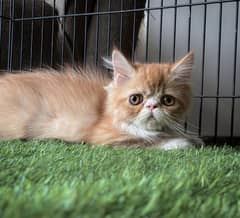 Piki Face Kittens