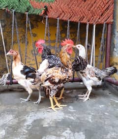 urgently sale 2 murga 2 murga total (2) pair ha
