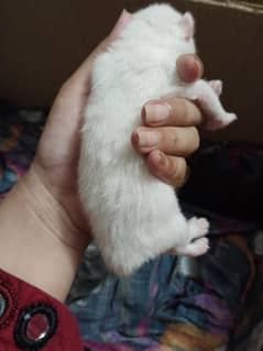 white male Persian cat