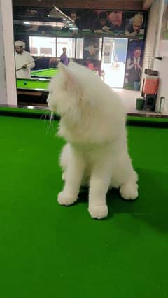 Persian cat