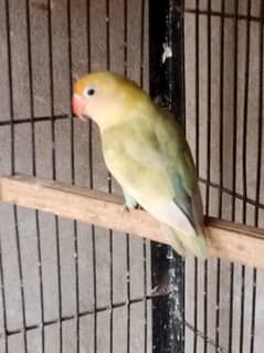 Parblue Pastelino