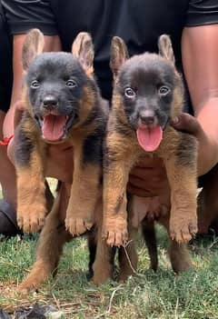 German shepherd double court