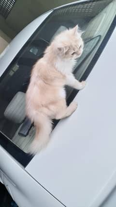 persion cat 
