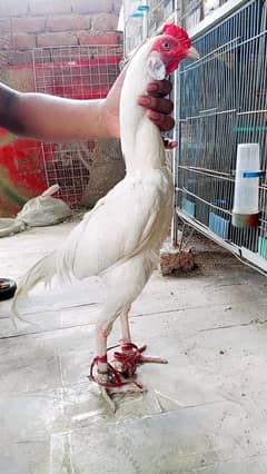 Mashallah Top Quality paper white Heera murga for sale