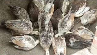 Peacock For Sale /Blackshoulder/Breader pair / مور / Mor For sale