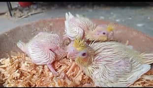 Comenwhit redeyes cocktail chicks