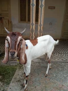 Bakri or bakrota.