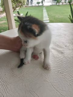 kittens