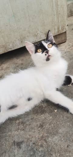 kitten