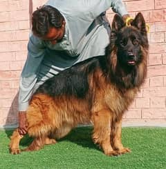 topline show class quality Gsd proper long female for sale