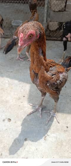 5adad aseel pure breed 3nar 2phathi hain per piece price 1500 hay