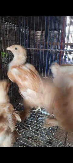 Golden have active and healthy chicks age 2.5 month