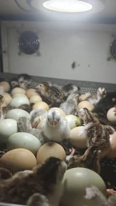 Guinea fowl available for sale