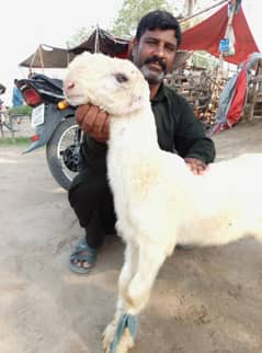 Goat | Bakra | chatra | sheep | Kjla Chtra |چھترا | Sheep for Sale