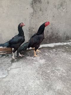 aseal muska aseal muski