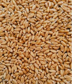 Desi gandom for sale
