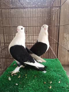 Sentient pigeons pair