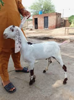 Goat | Bkra | Goat For Sale | Bkra For Sale | بکرا | Goat for Sale