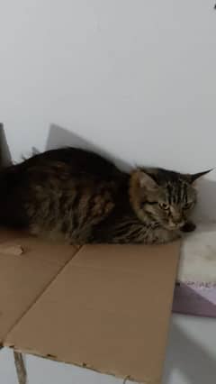 cat for sale