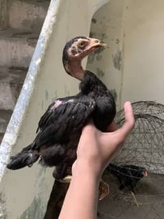 Aseel chicks for sale ,thai cross , pure pakistani, ganje chicks