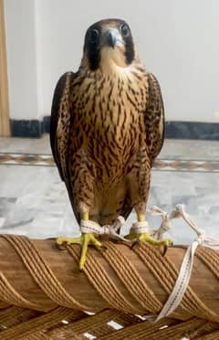 Beautiful Bird For sale Hand tame