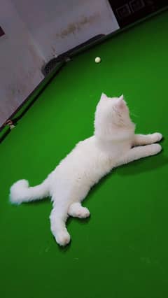 Persian cat