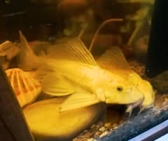 Long Fin White Sucker | Pleco Fish | Sweeper Fish | 10 inch Plus
