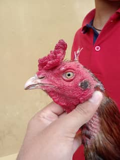 Turkish+amroha 5 chicks or Turkish hint cross murga available high qua